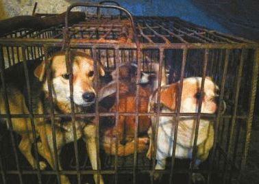 小宝爆料狗贩子视频大全